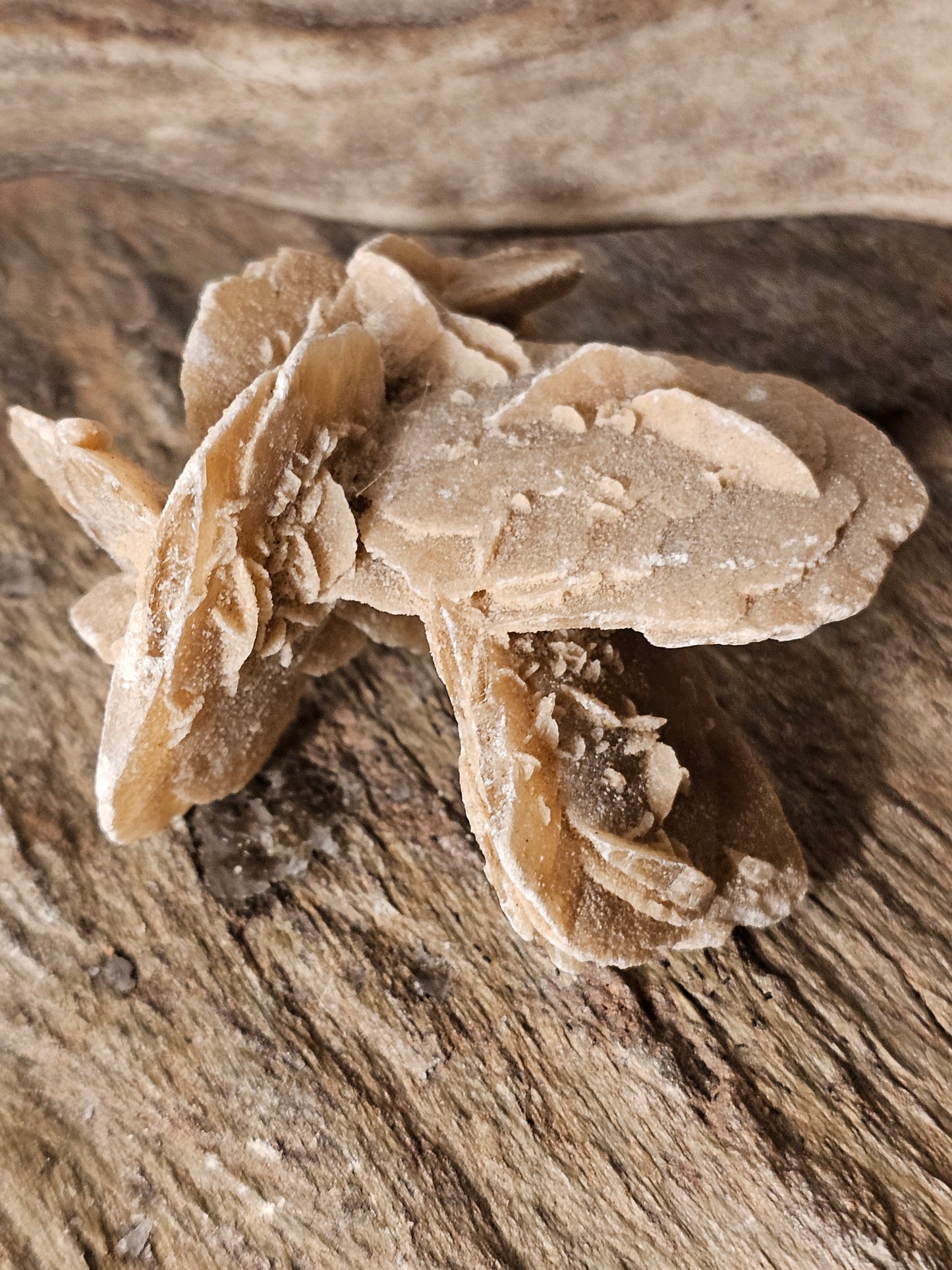 Sandrose lag på lag (2)