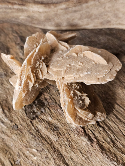 Sandrose lag på lag (2)