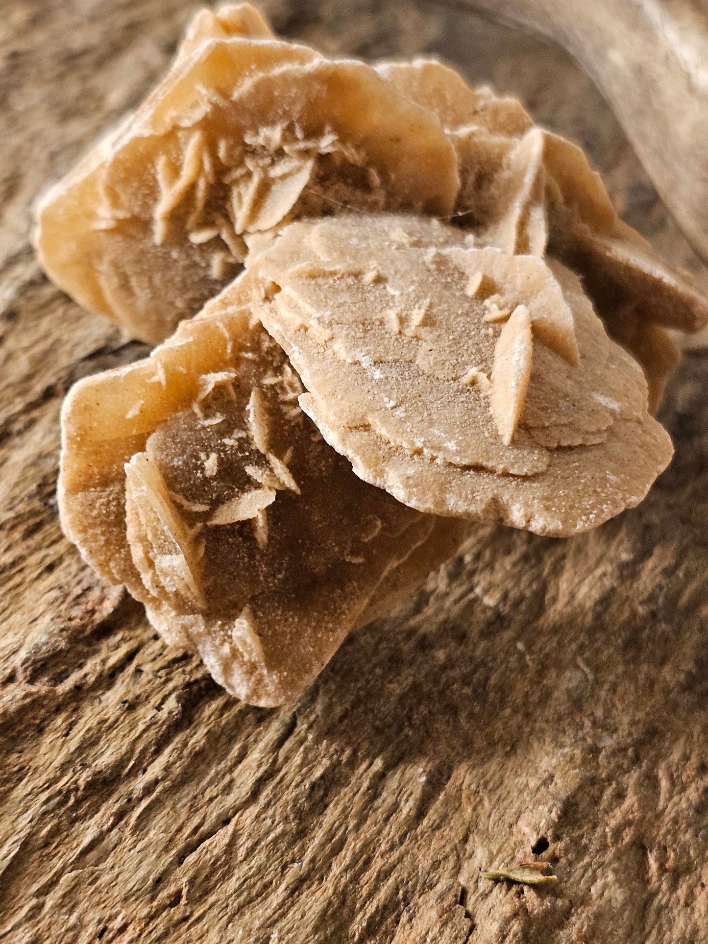 Sandrose lag på lag (2)