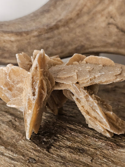 Sandrose lag på lag (2)