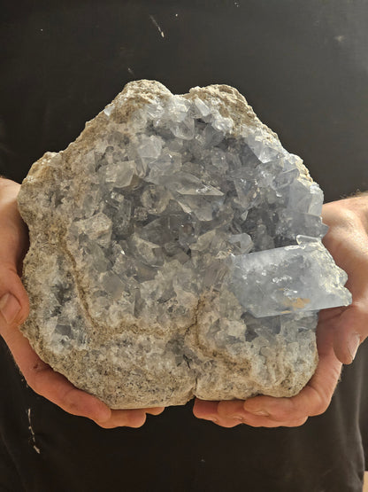 Stemmens Mester. (1)